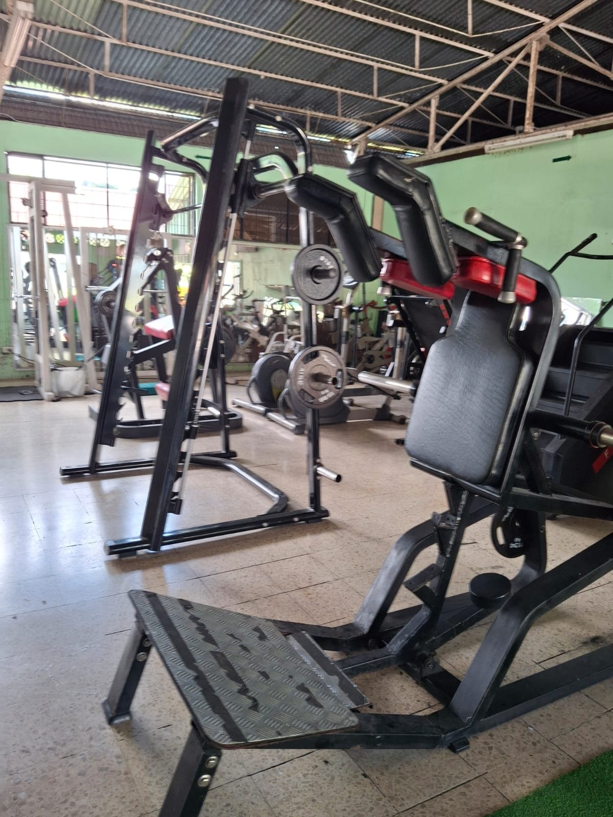 Animal Gym Action